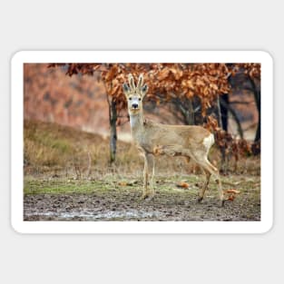 Roe deer family Sticker
